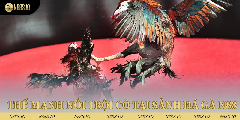 Đá Gà N88 2 Thế mạnh nổi trội chỉ có tại sảnh đá gà N88