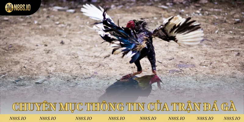Đá Gà N88 3 Chuyên mục mang đến thông tin quan trọng của trận đá gà sắp diễn ra