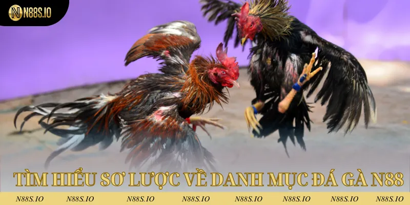 Đá Gà N88 1 Tìm hiểu sơ lược về danh mục đá gà tại N88